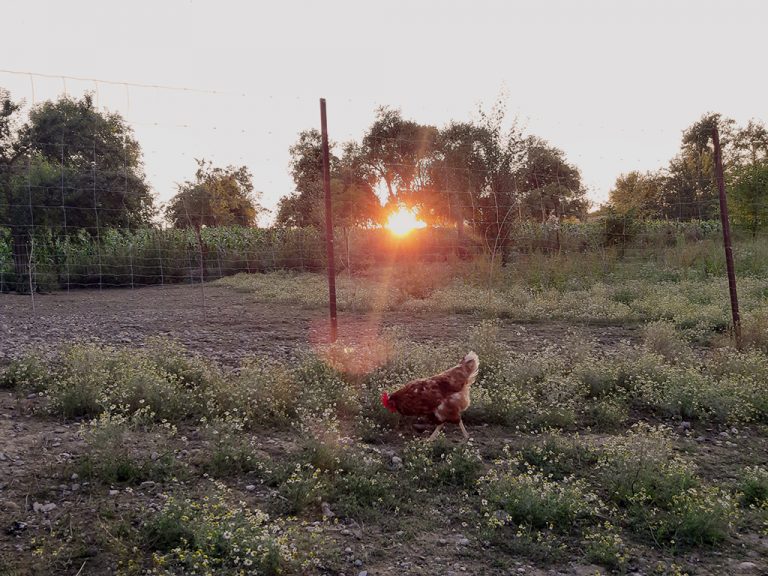 ein erlinger Bio-Huhn im Sonnenuntergang